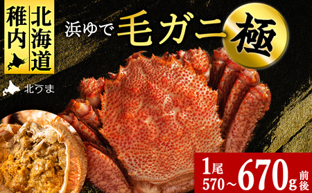 【稚内産・極】 浜ゆで毛ガニ(堅蟹) 570g～670ｇ×1尾