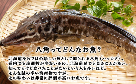 稚内産 生冷八角　6枚【配送不可地域：離島・沖縄県】