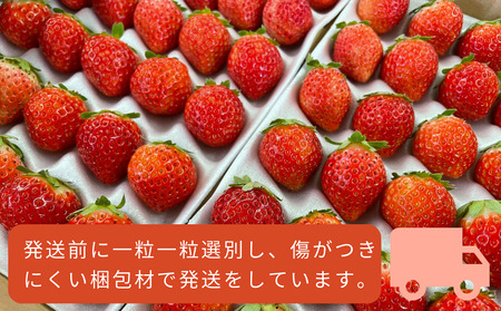 【1225】【配送地域限定】夏秋イチゴ「すずあかね」計600g　北海道厚真町こばやしいちご農園 イチゴ 果物　フルーツ 生いちご 北海道 厚真町 国産 【送料無料】