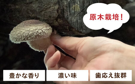 原木 乾燥しいたけ 150g（30g×5） 椎茸 シイタケ 乾物 北海道 [AXAI002]