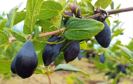 北海道厚真町産ハスカップ粒（てんさい糖漬け）90g×6セット【株式会社知熊屋】 [AXBN005]