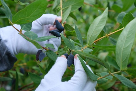 RomanticBerry Honey Moon ハスカップジン 【マドラー株式会社】クラフトジン [AXCB001]