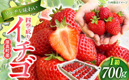 2026年5月以降順次発送 四季成りイチゴ（キッツ信大BS8-9）700g 【株式会社キッツ】 [AXCC003-5] いちご 苺 北海道 夏 秋