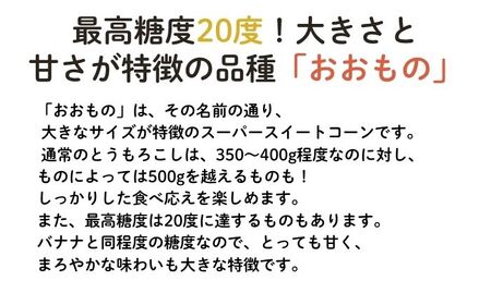 【2026年8月下旬発送予定】北海道厚真産とうもろこし おおもの 先行予約  [AXAE001] 