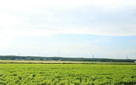 【2026年8月下旬発送予定】北海道厚真産とうもろこし おおもの 先行予約  [AXAE001] 