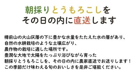 【2026年8月下旬発送予定】北海道厚真産とうもろこし おおもの 先行予約  [AXAE001] 