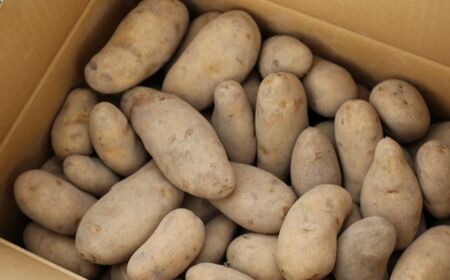 【2026年10月中旬頃発送予定】じゃがいも メークイン 10kg 先行予約 北海道 [AXAE002]