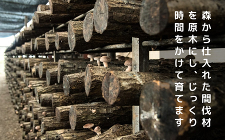 0031  北海道厚真町の最高級原木生しいたけ
