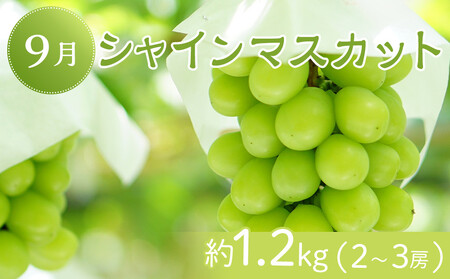坂出市「旬のフルーツを味わう6回」定期便 【発送月：2月・4月・7月・9月・11月・12月】