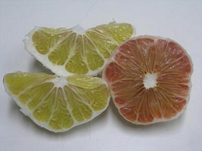 【訳あり】さぬきポメロ 約8kg(サイズ混合)