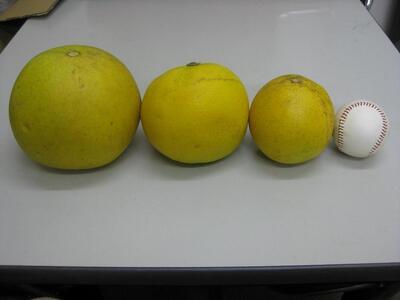 【訳あり】さぬきポメロ 約8kg(サイズ混合)