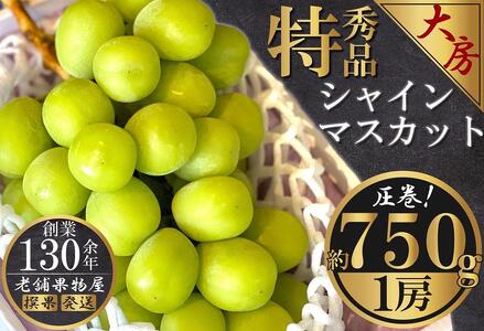 【2025年8月中旬より発送】特秀品！大房シャインマスカット　 1房(約750g)