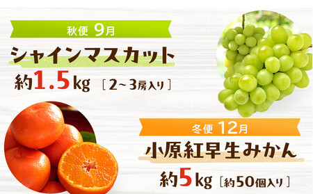 <定期便>四季の美味しい果物詰め 年間4回に分けてお届け!