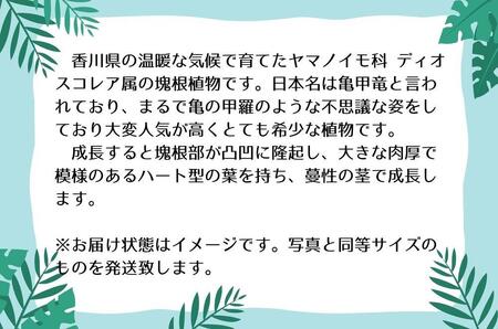 ディオスコレアエレファンティペス実生株 1本