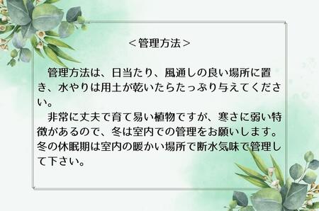 パキポディウムグラキリス実生株 1本