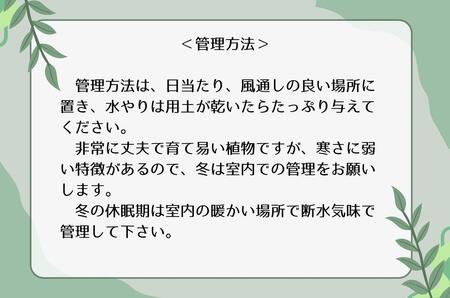 ユーフォルビアギラウミニアナ実生株 1本