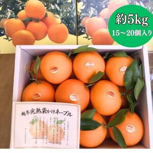 越冬完熟袋掛けネーブル 約5kg (15〜20個入り)