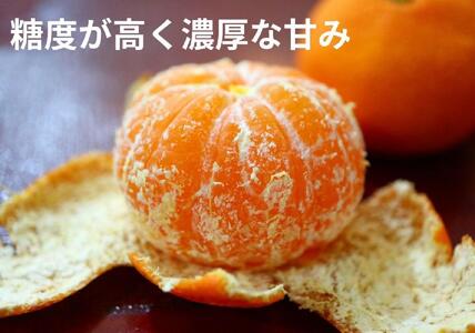 小原紅早生みかん(露地)約4.5kg