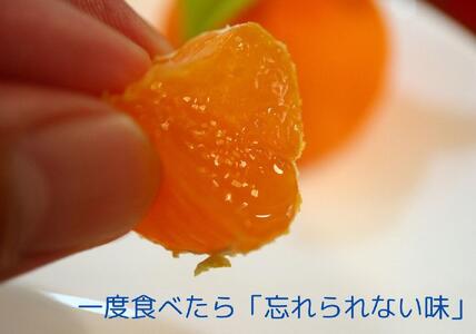 小原紅早生みかん(露地)約4.5kg