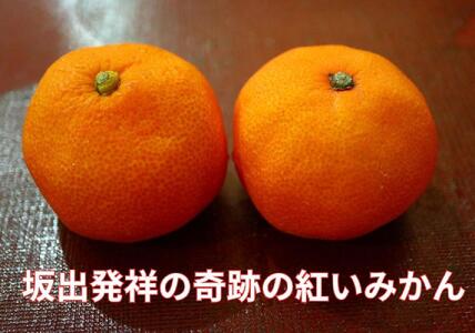 小原紅早生みかん(露地)約4.5kg