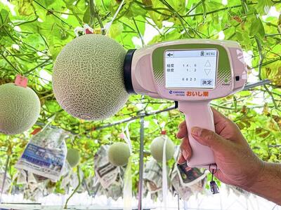 【2026年5月以降発送】さぬきメロン Dream Star 1.1kg以上|メロン 糖度 14度以上 甘い フルーツ 果物 くだもの 特産 ふるさと 坂出市 香川 さぬき 食品 人気 おすすめ 送料無料