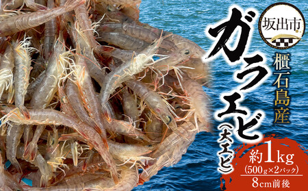 櫃石島産ガラエビ（大エビ）約1kg　【500ｇ×2パック】