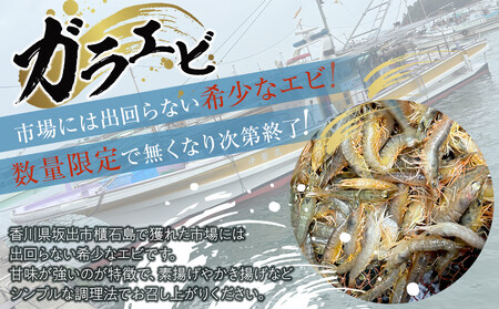 櫃石島産ガラエビ（大エビ）約1kg　【500ｇ×2パック】