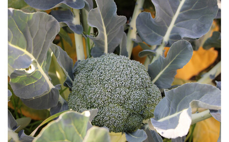 訳ありブロッコリー 約4.5kg(サイズおまかせ)