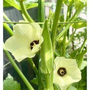 オクラ　約2.1kg