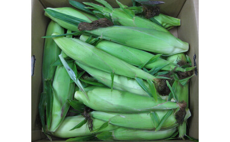 ご家庭用細物ホワイトコーン 約3.5kg×2