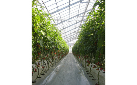 訳ありミニトマト 約3kg