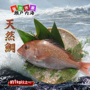 【ギフト用】［下処理なし］≪瀬戸内海産≫朝1番水揚げされた天然真鯛を直送致します。［中サイズ］