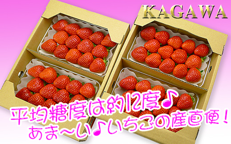 香川県オリジナル品種！さぬき姫いちご6パック