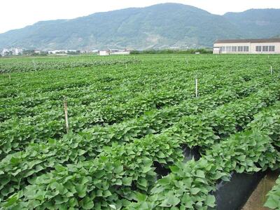 讃岐野金時芋焼酎 「姫尊(ひめみこ)」37度