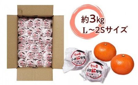 越冬完熟みかん（小原紅早生）約3kg｜フルーツ 果物 くだもの 蜜柑 みかん 早生 食品 さぬき 坂出市 人気 おすすめ 送料無料