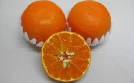 新品種柑橘「あすみ」約1kg 化粧箱入り