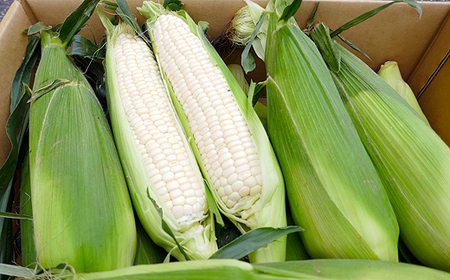 とうもろこし まるでフルーツと名高いのホワイトコーン！ 5kg 秀品 限定300セット！坂出市産【先行予約：2026年6月上旬～順次発送】