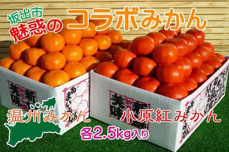 小原紅早生 & 完熟温州 セット 約5kg ( 小原紅早生みかん約2.5kg