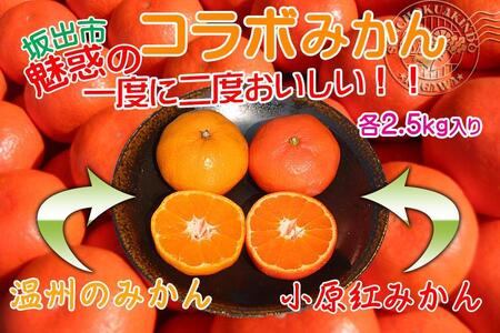 ≪先行受注≫小原紅早生 & 完熟温州 セット 約5kg ( 小原紅早生みかん約2.5kg & 完熟温州みかん約2.5kg ) S ～ Lサイズ ｜ みかん