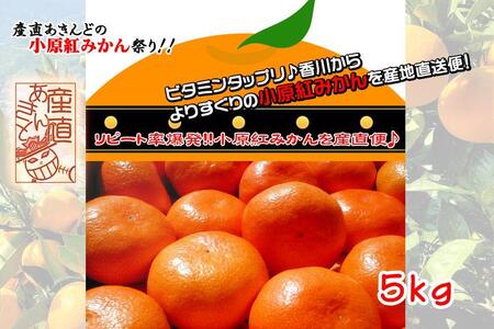 小原紅早生みかん 香川県産 約5kg ( S ～ Lサイズ ) ｜ みかん | 香川県坂出市 | ふるさと納税サイト「ふるなび」