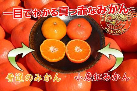 小原紅早生みかん 香川県産 約5kg ( S ～ Lサイズ ) ｜ みかん | 香川県坂出市 | ふるさと納税サイト「ふるなび」