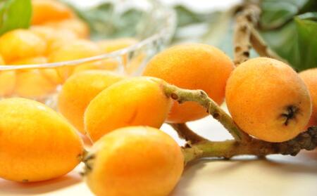 びわ 坂出市産 約1.8kg ( 4パック× 2箱 )|初夏の味覚