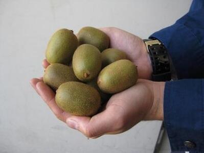 さぬきキウイっこ　香川県産　約2kg（40～80個入り）