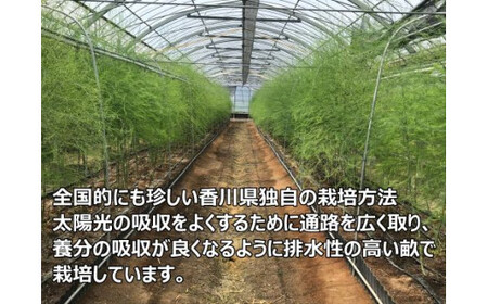 【先行予約受付開始！】2026年産　善通寺市産アスパラ｢さぬきのめざめ」１kg