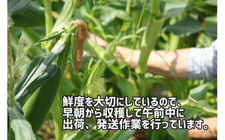 【先行予約受付開始!】2026年産 善通寺市産スイートコーン 4kg