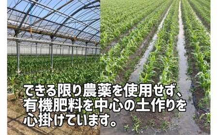 【先行予約受付開始!】2026年産 善通寺市産スイートコーン 4kg