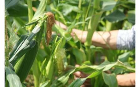 【先行予約受付開始!】2026年産 善通寺市産スイートコーン 4kg