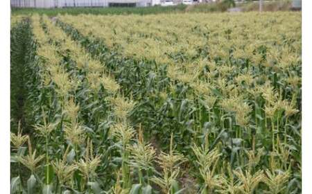 【先行予約受付開始!】2026年産 善通寺市産スイートコーン 4kg