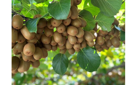 善通寺市産キウイ詰合せ（1）