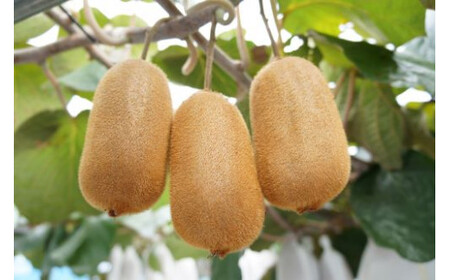 善通寺市産キウイ詰合せ（1）